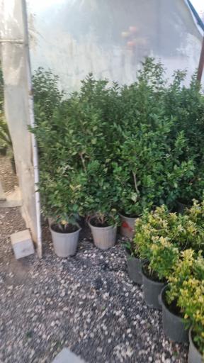 گل آپارتمانی مشهد