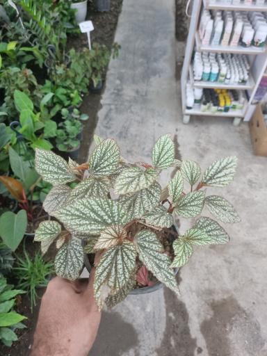 گل آپارتمانی مشهد