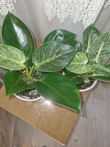 گل آپارتمانی مشهد