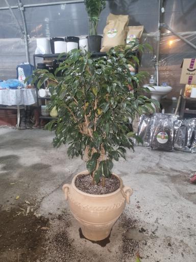 گل آپارتمانی مشهد