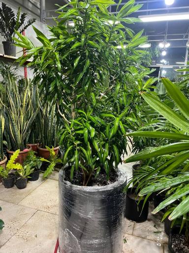 گل آپارتمانی مشهد