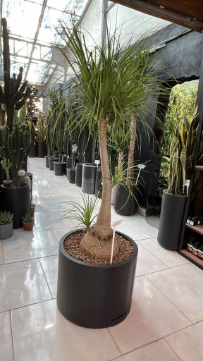 گل آپارتمانی مشهد