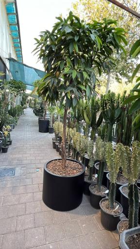 گل آپارتمانی مشهد