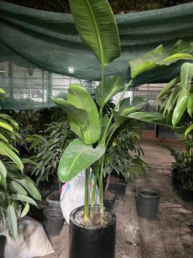 گل آپارتمانی مشهد