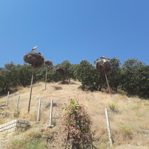 عکس دره‌تفی