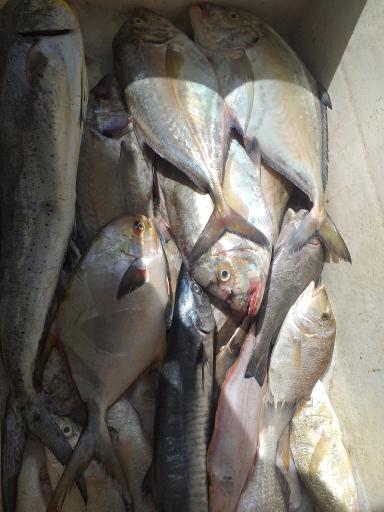 عکس شارک دورهمی