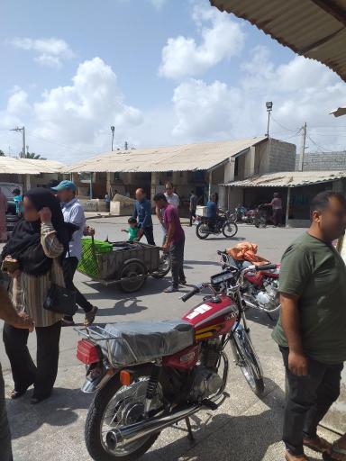 عکس شارک دورهمی