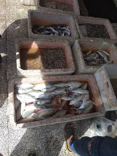 عکس شارک دورهمی