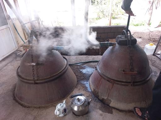 عکس گلاب گیری سنتی ال یاسین