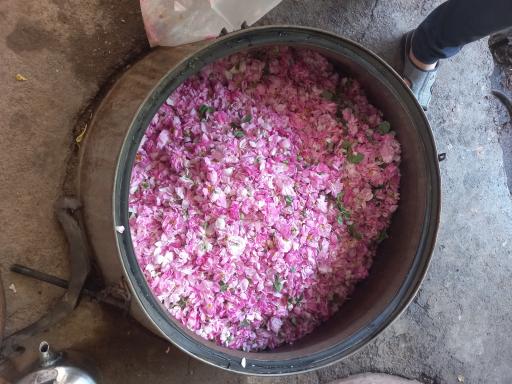 عکس گلاب گیری سنتی ال یاسین