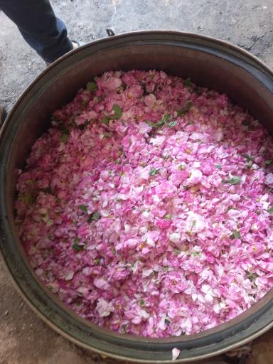 عکس گلاب گیری سنتی ال یاسین