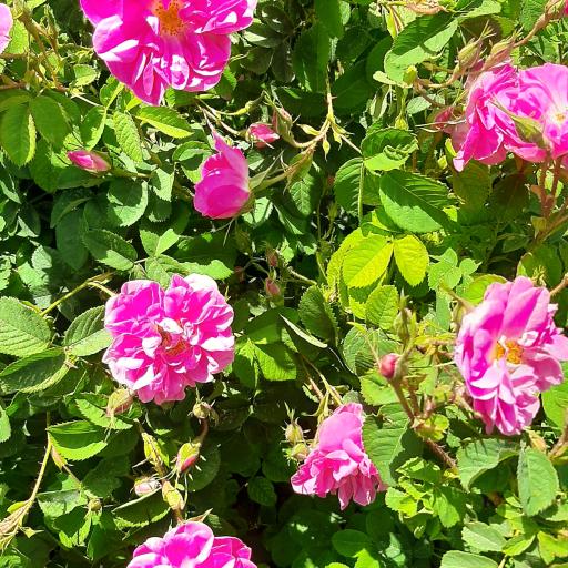 عکس گلاب گیری سنتی ال یاسین