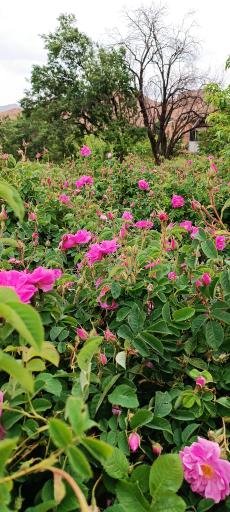 عکس گلاب گیری سنتی ال یاسین