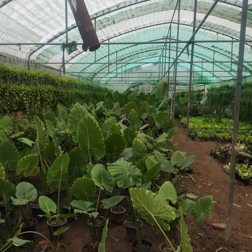 عکس ماهور گل