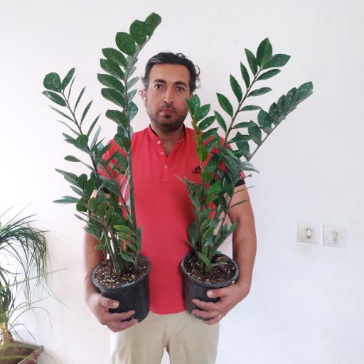 عکس ماهور گل
