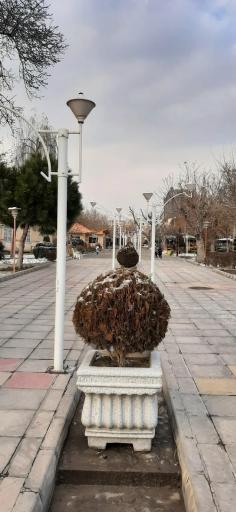 عکس بوستان هویزه 