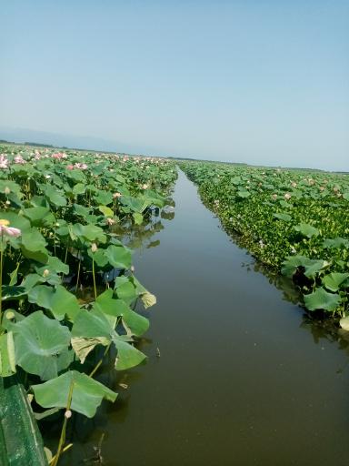 عکس تعاونی قایقرانان سنگاچین