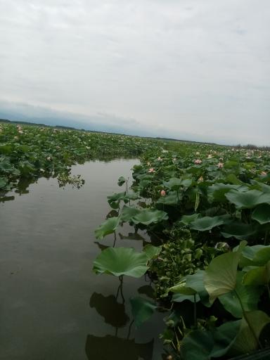 عکس تعاونی قایقرانان سنگاچین