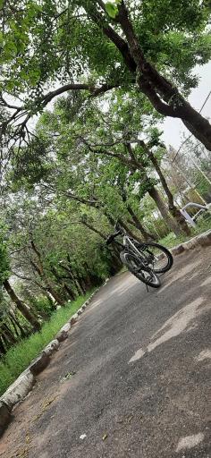 عکس پارک جنگلی