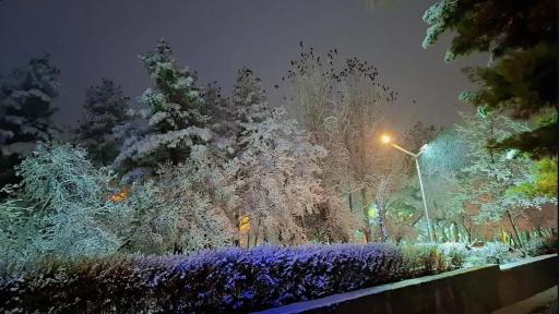 عکس پارک جنگلی