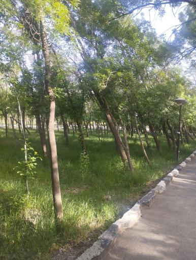عکس پارک جنگلی