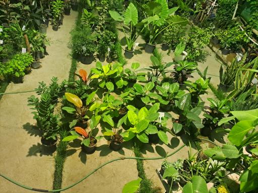 عکس گلخانه باغ سبز