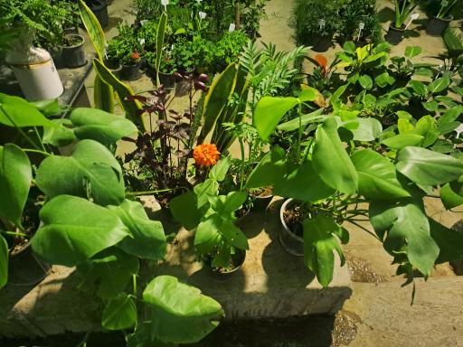 عکس گلخانه باغ سبز