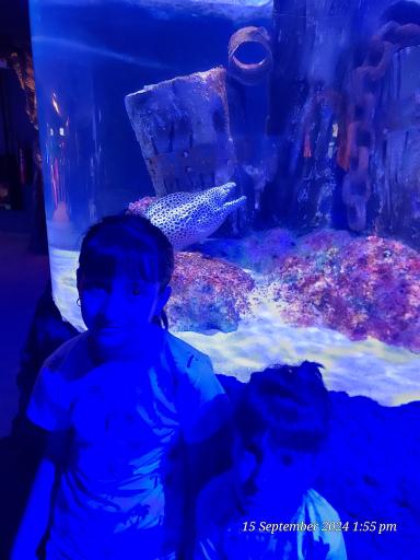 عکس فانتستیک آکواریوم انزلی