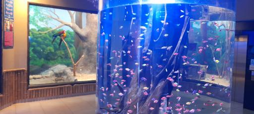 عکس فانتستیک آکواریوم انزلی