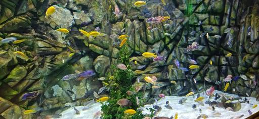 عکس فانتستیک آکواریوم انزلی