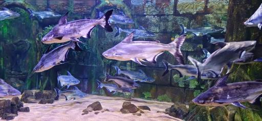 عکس فانتستیک آکواریوم انزلی