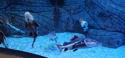 عکس فانتستیک آکواریوم انزلی