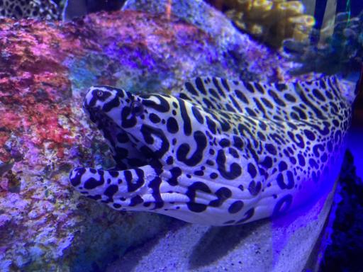 عکس فانتستیک آکواریوم انزلی