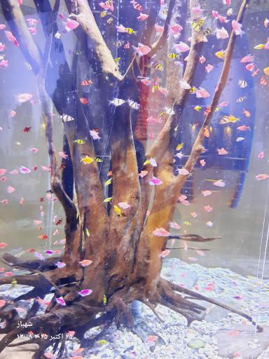 عکس فانتستیک آکواریوم انزلی