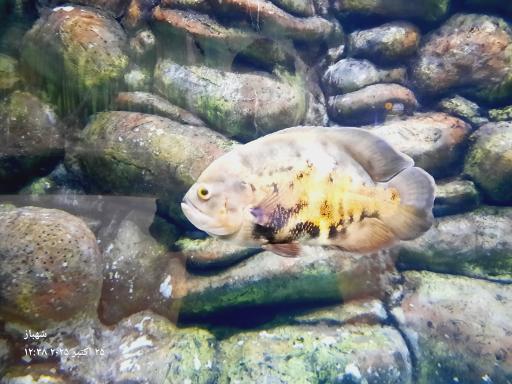 عکس فانتستیک آکواریوم انزلی