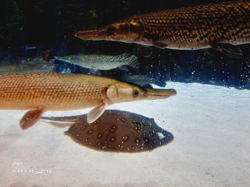 عکس فانتستیک آکواریوم انزلی