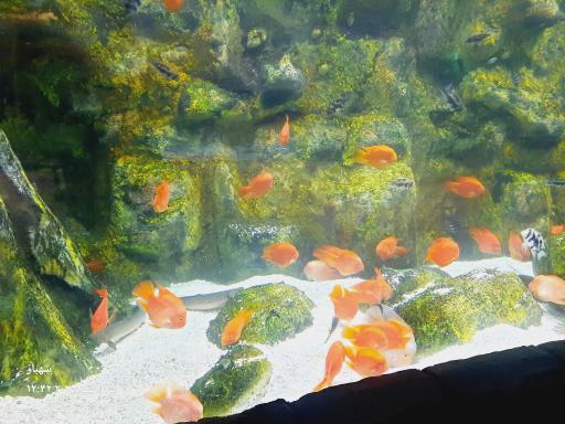عکس فانتستیک آکواریوم انزلی