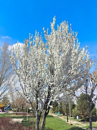 عکس بوستان دایی علی