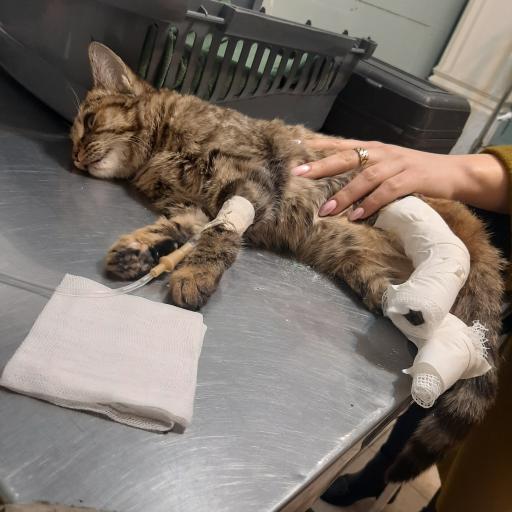 کلینیک تخصصی حیوانات خانگی پاستور