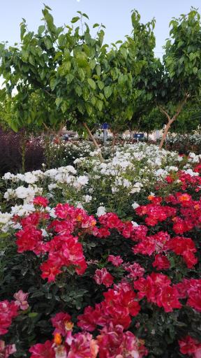 عکس پارک فدک