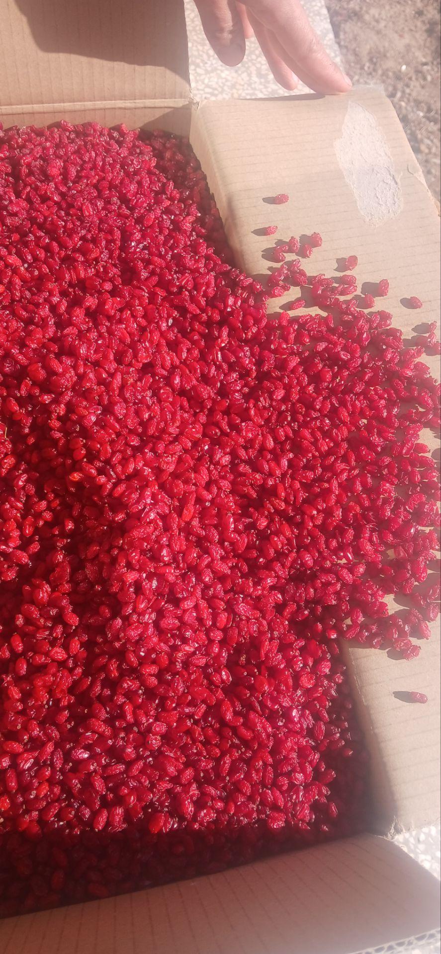 عکس طلاجو 