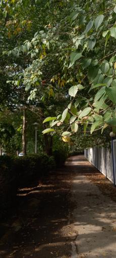 عکس پارک ناژوان