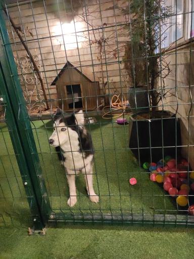 عکس پت شاپ و پانسیون افروپت