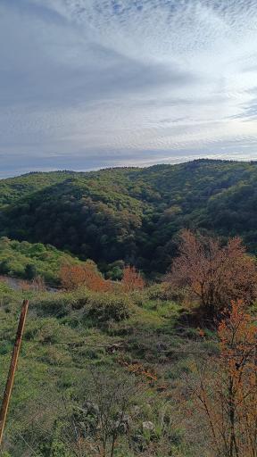 عکس پارک جنگلی مهربان رود