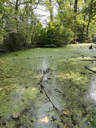 عکس تالاب فصلی فشتام