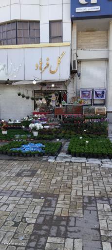 عکس گل فروشی فرهاد