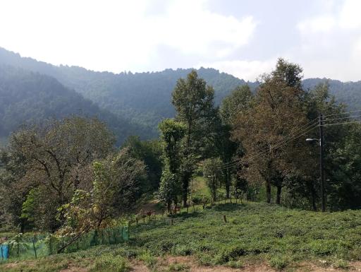 عکس جانشرود