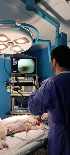عکس بیمارستان دامپزشکی سلامت