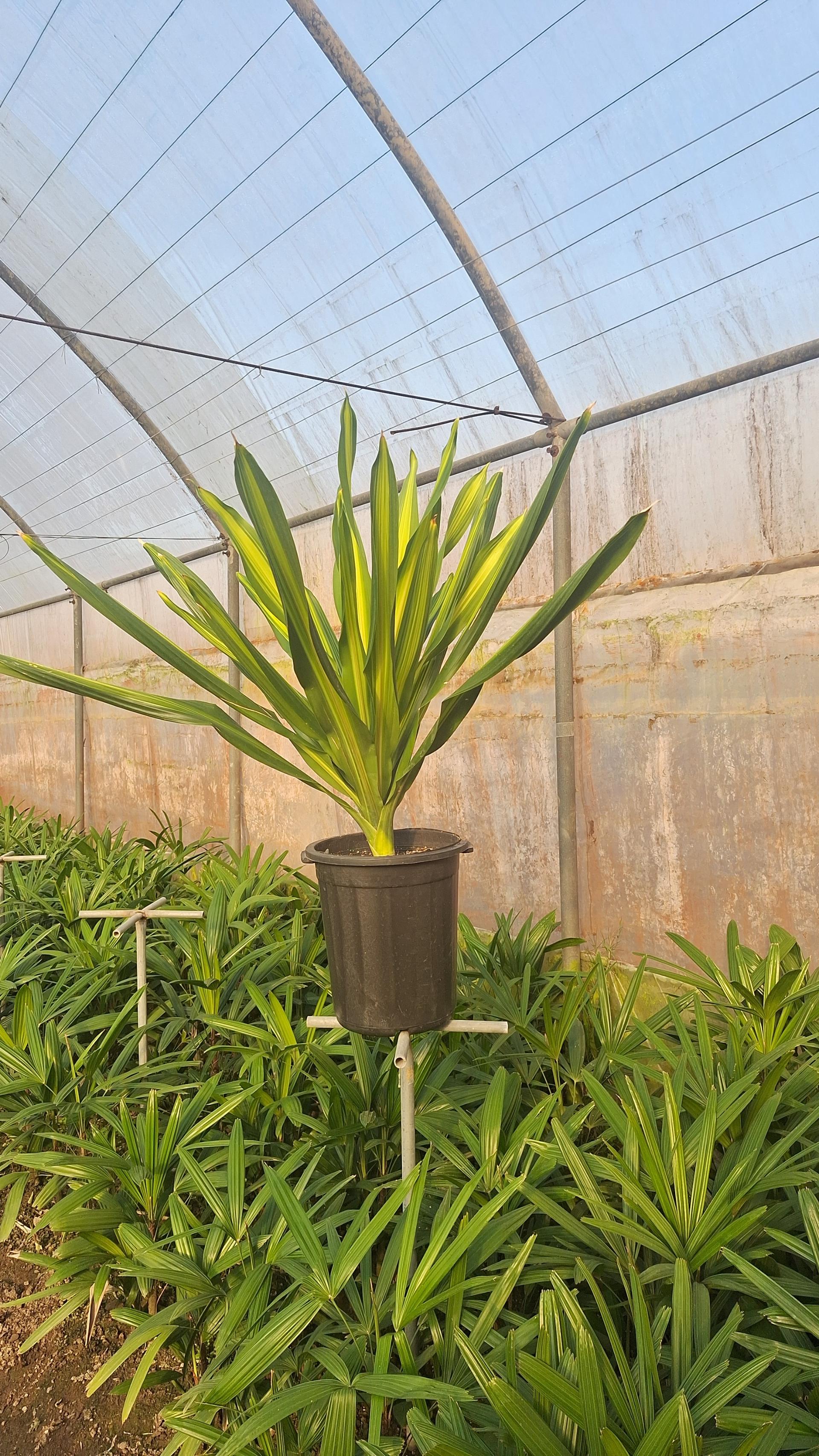 عکس گلخانه پاچیرا 