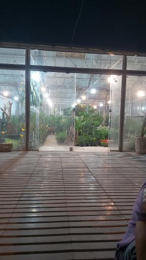 عکس گلخانه پاچیرا 